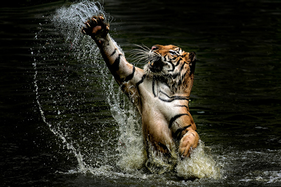 Photograph Tiger C L A W S by yudi lim on 500px