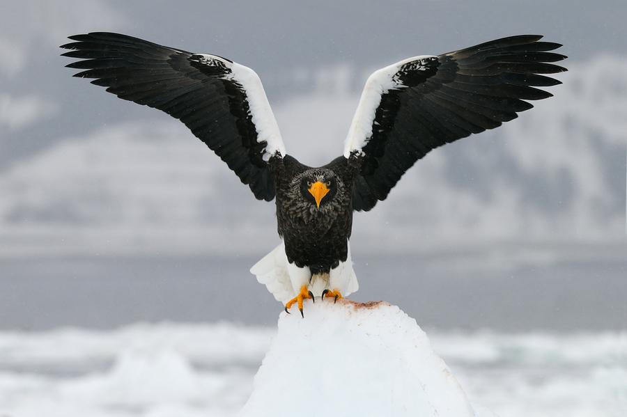 Photograph Evil Dark Angel by Harry  Eggens on 500px