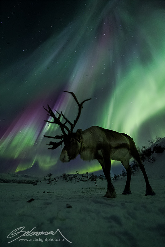 Photograph Norwegian Caribou by Ole C. Salomonsen on 500px