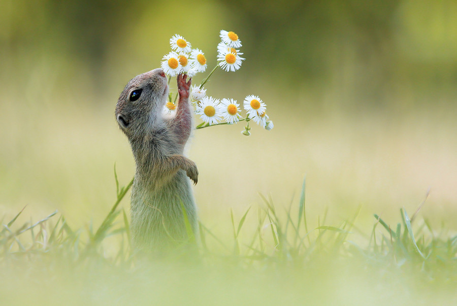 Photograph Let me have a Smell first by Julian Rad on 500px