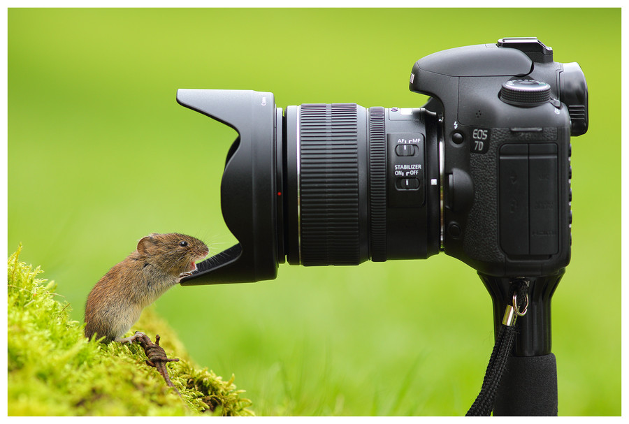 Photograph Surprise! by Simon Roy on 500px
