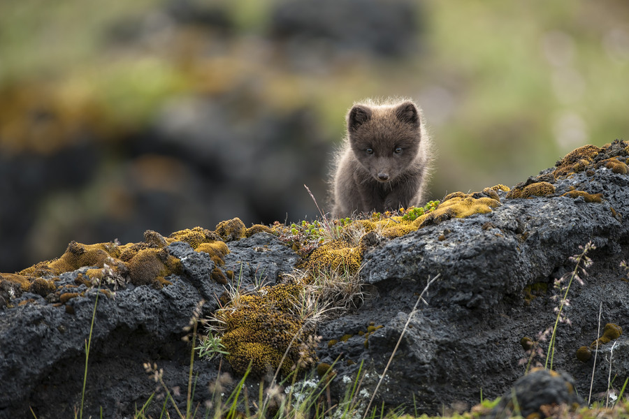 Photograph Arctic Fox (Vulpes lagopus fuliginosus) by Einar Gudmann on 500px