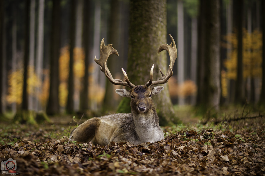 Photograph Csodaszarvas by Just Smile Photography on 500px