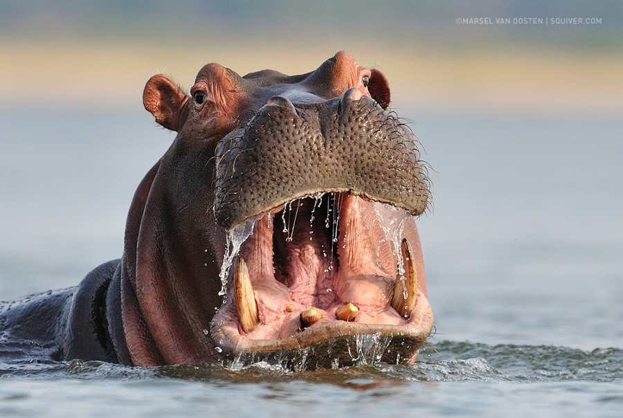 Photograph African Perforator by Marsel van Oosten on 500px
