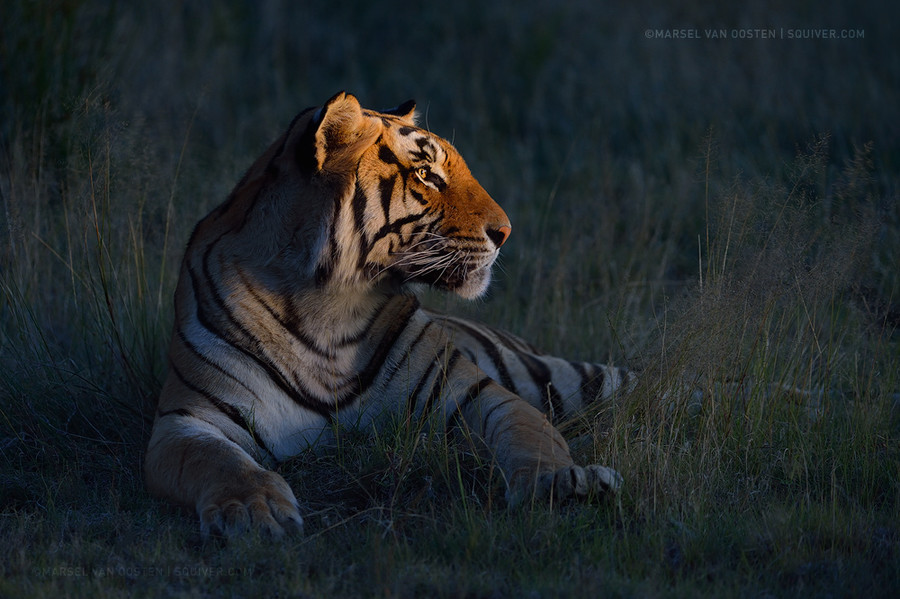 Photograph King Of The Night by Marsel van Oosten on 500px