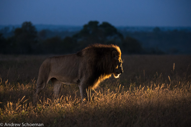 Photograph Morning Lion by Andrew Schoeman on 500px