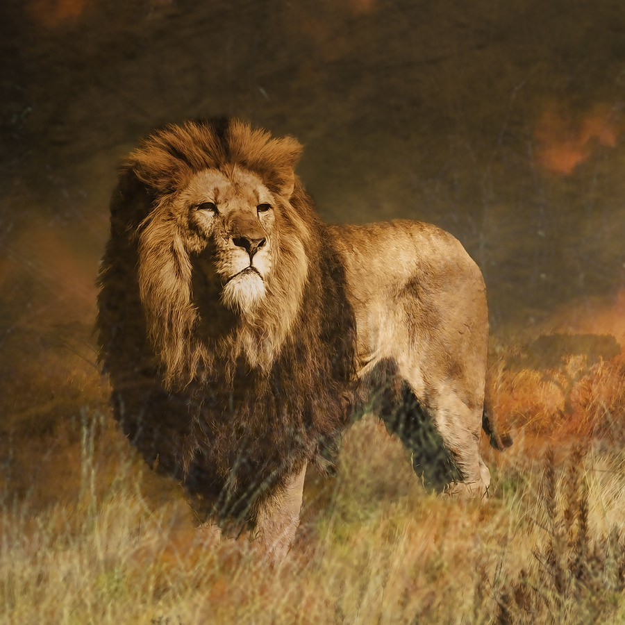 Photograph Serengeti Sunset by Brian Tarr on 500px