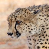 Weekly Photography Challenge: Animals