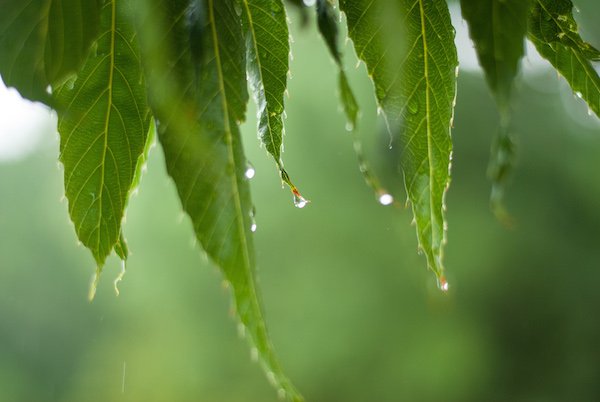 Leaves rain