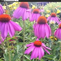 ACDSee Pro 8 and ACDSee 18 announced