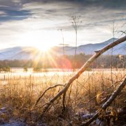 Nature and Wildlife Photography Tips for Beginners