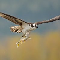 A Collection of Stunning Photos of Birds