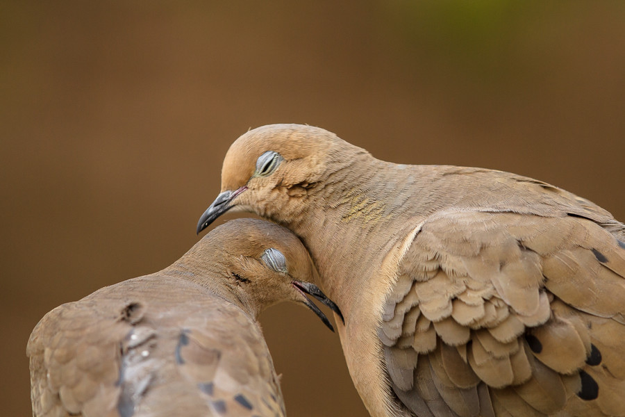 Photograph Dove Love by Jon Rista on 500px