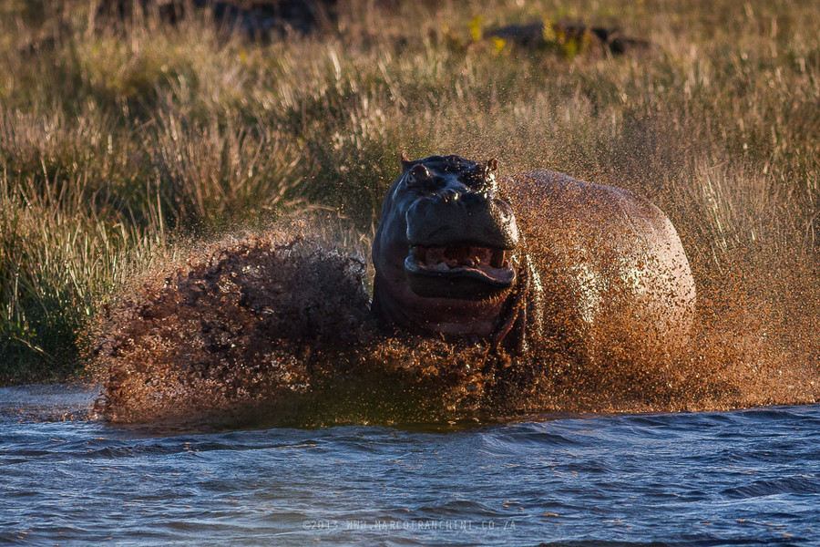 Photograph Hippo charge by Marco Franchini on 500px