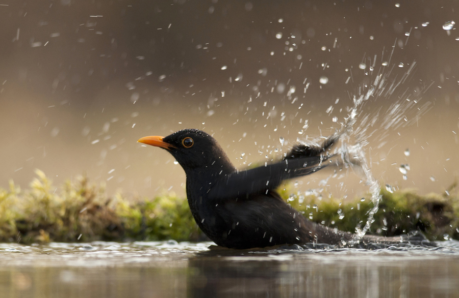 Photograph Bathing Blackbird by Csilla Zelko on 500px