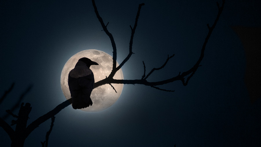 Photograph TheCrow by D?nu? Antoche on 500px