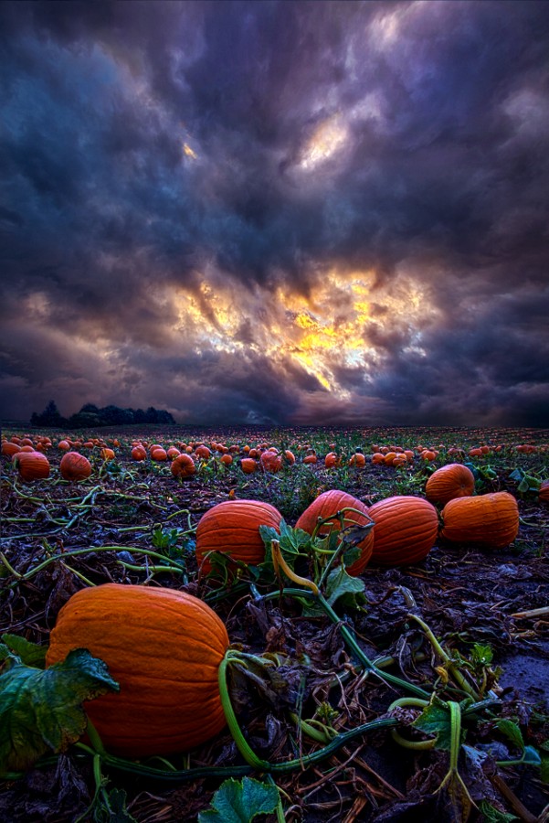Photograph Halloween is Near by Phil Koch on 500px