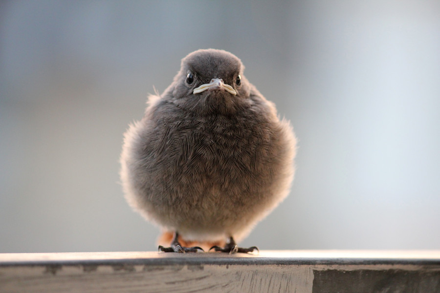 Photograph An angry little bird by Jan M. on 500px