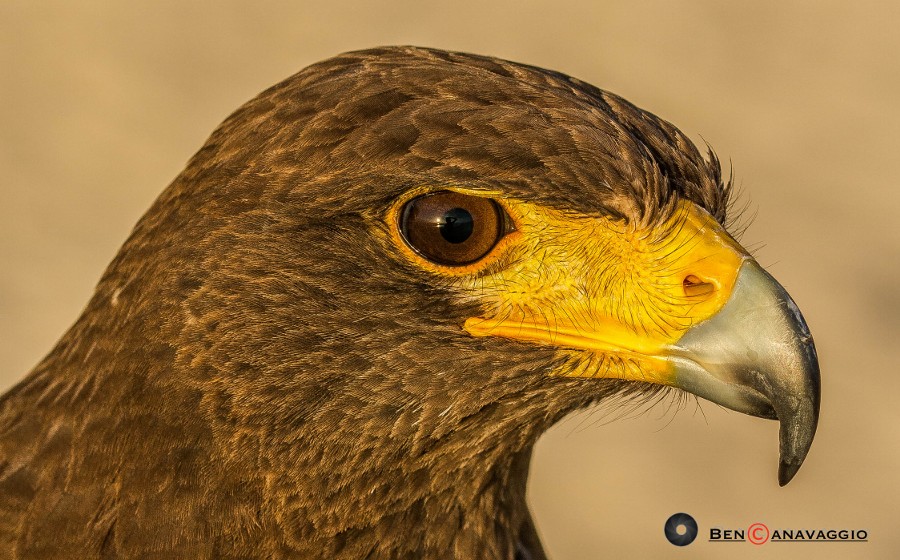 Photograph Portrait by Ben Canavaggio on 500px