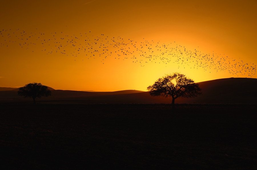 Photograph tree and birds by ahmet  harmanc? on 500px