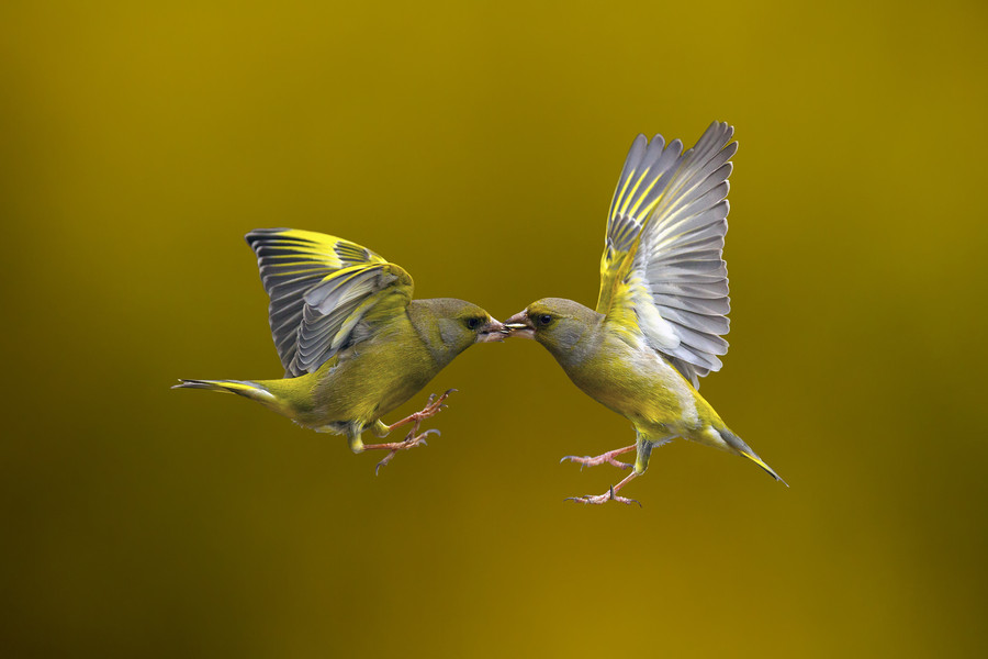 Photograph Flying Kiss 14 by Marco Redaelli on 500px
