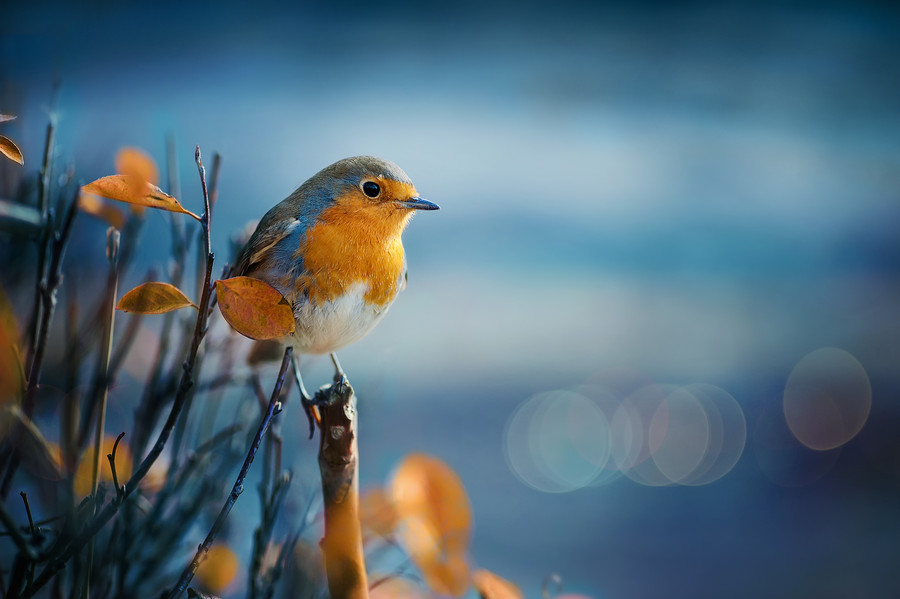 Photograph Bird :) by Alexander Lazarov on 500px