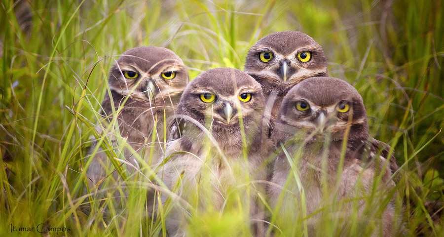 Photograph siblings! by Itamar Campos on 500px