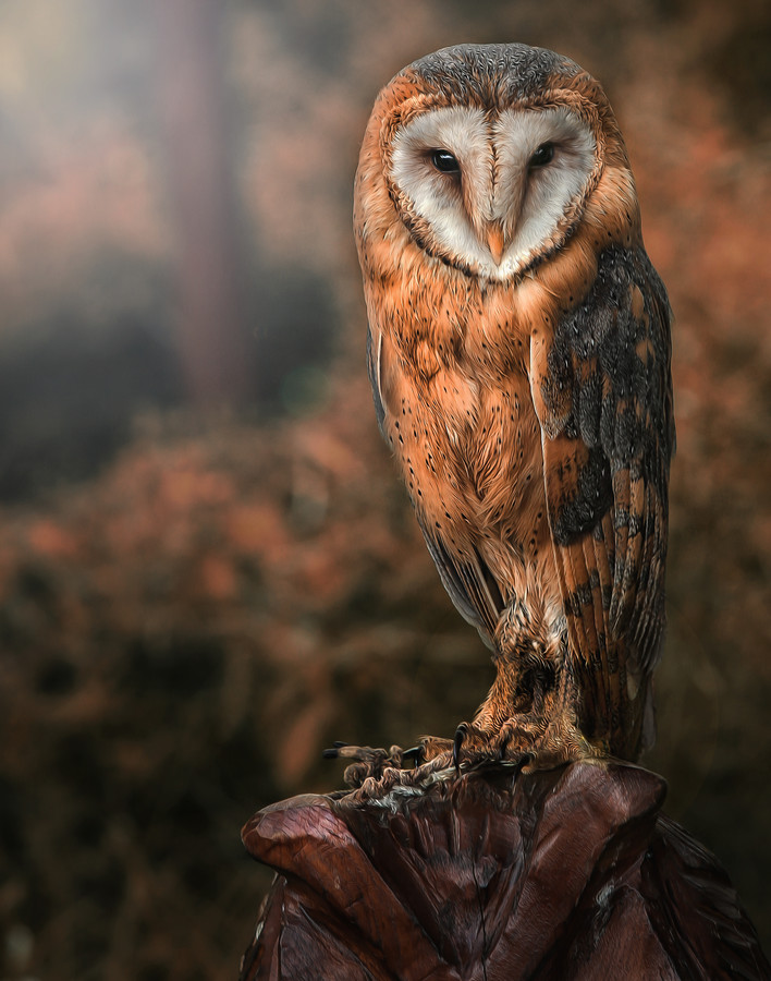 Photograph barn owl by Detlef Knapp on 500px