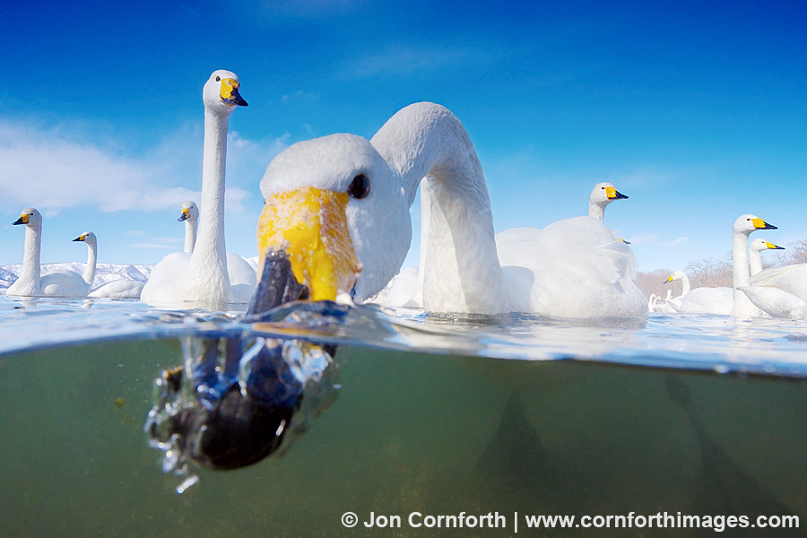 Photograph Kussharo Swans 1 by Jon Cornforth ? Cornforth Images on 500px