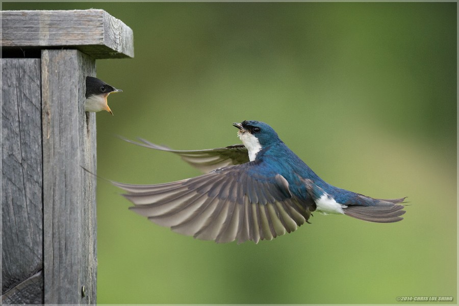 Photograph Feeding Time by Chris Lue Shing on 500px