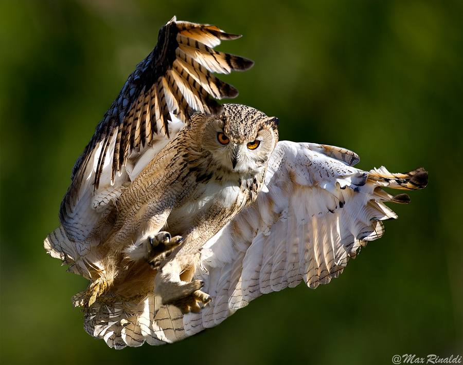 Photograph Phantom of the Opera by Max Rinaldi on 500px