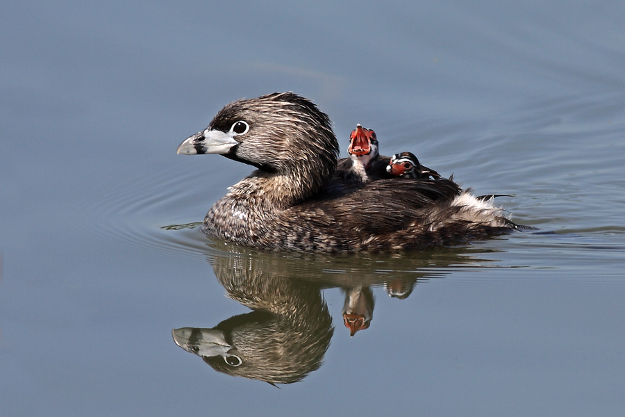 Photograph Mom! Timmy won't move over! by Jim Cumming on 500px