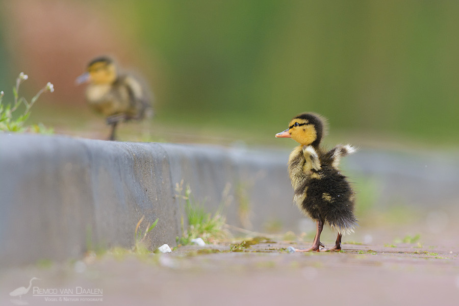 Photograph I believe i can fly! by Remco van Daalen on 500px