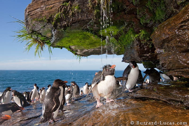 Photograph Rockhopper Showering by Will Burrard-Lucas on 500px