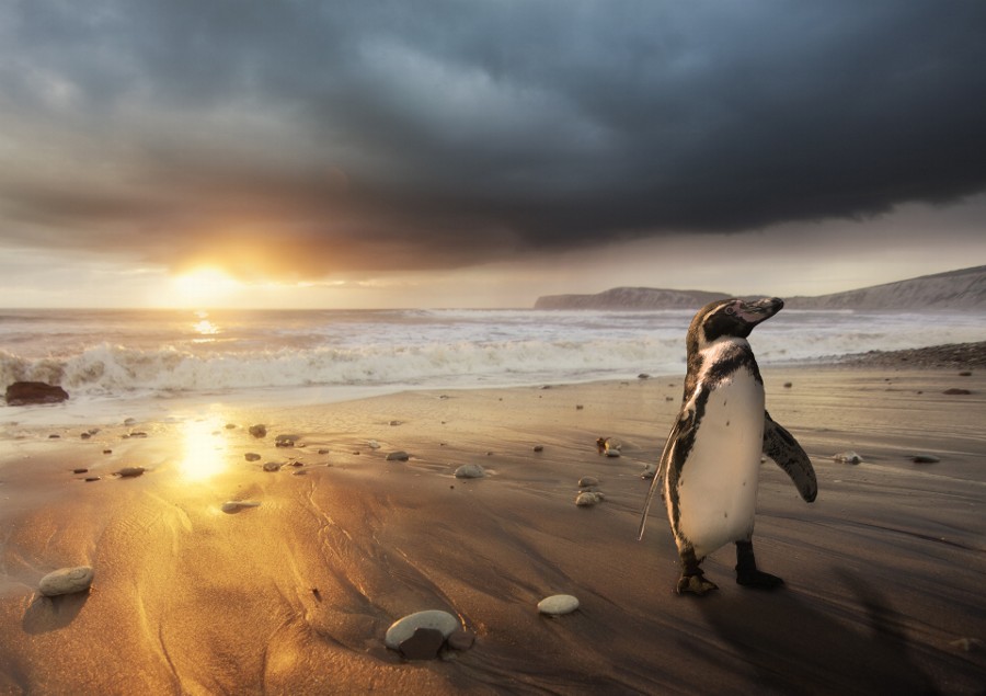 Photograph Dippy on Compton Bay by Jeremy Cangialosi on 500px