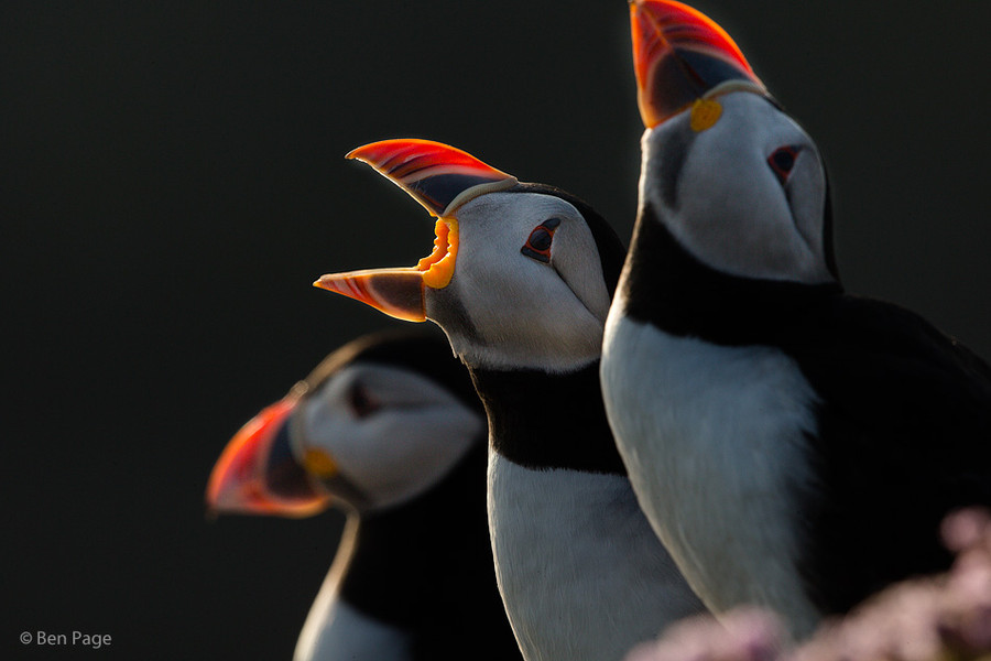 Photograph 3 Part Harmony by Ben Page on 500px