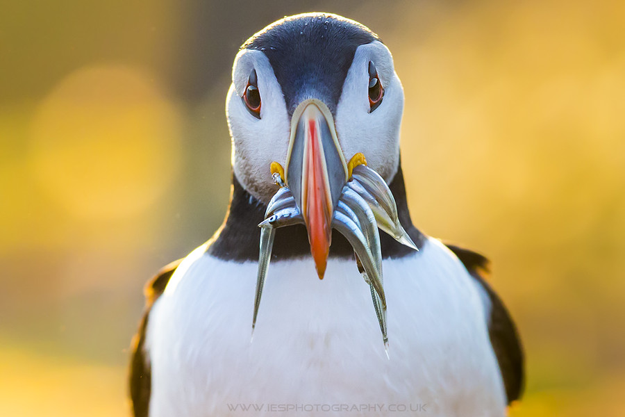 Photograph Puffin with Sandeels by Ian Schofield on 500px
