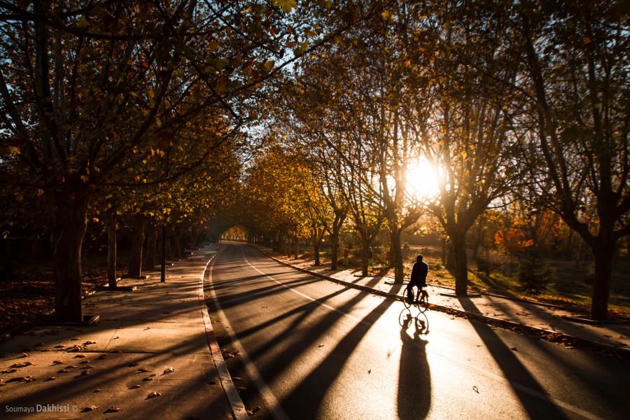 Photograph Walking among the trees by Soumaya Dakhissi on 500px