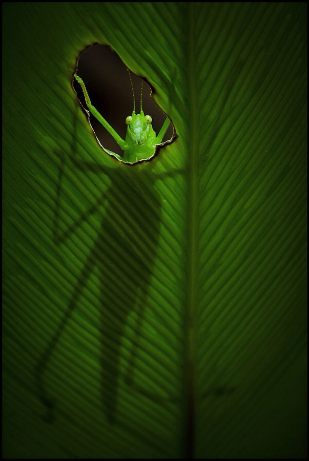 Photograph The Katydid Redux by Steve Passlow on 500px