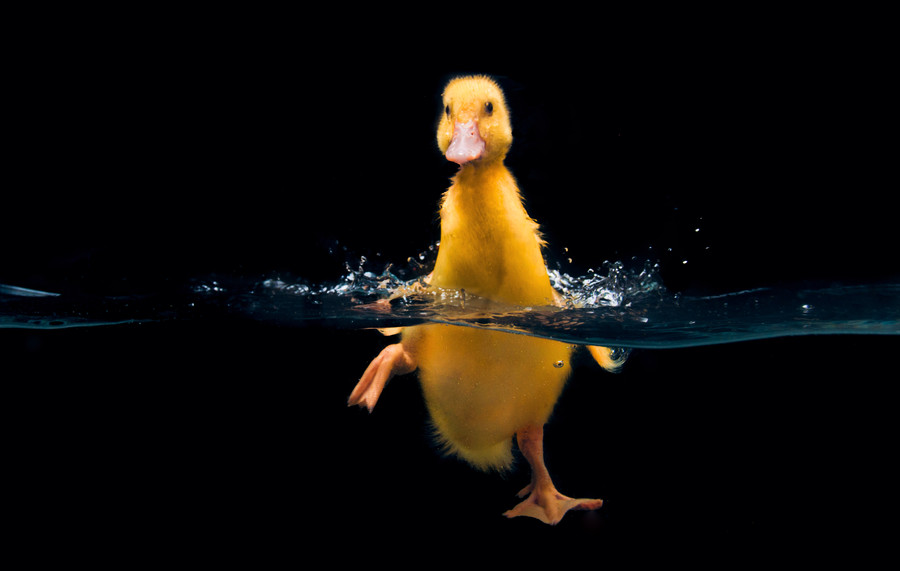 Photograph first swimming lessons by Daniel Hübner on 500px
