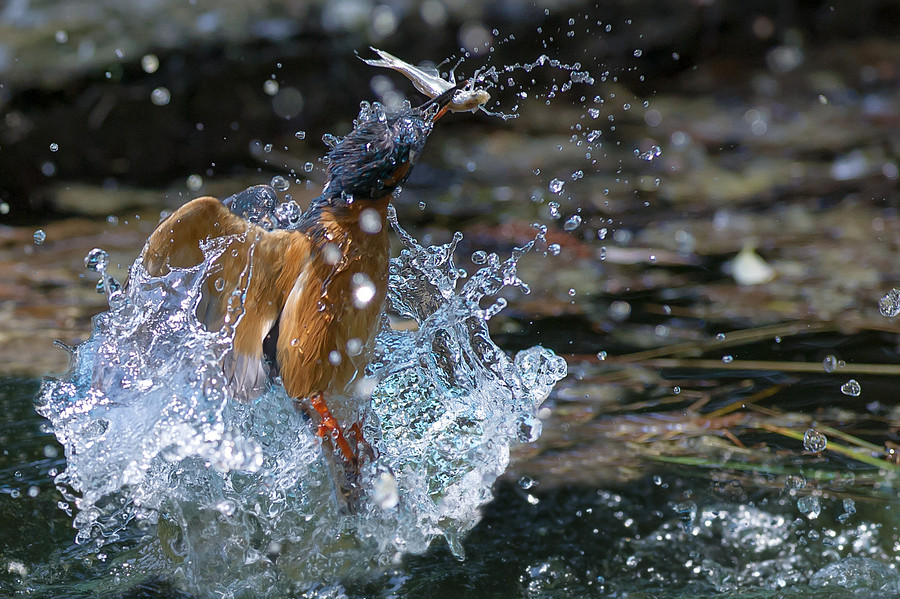Photograph Take it! by Max Rinaldi on 500px