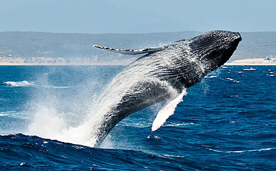 Photograph Humpback by Greg Waters on 500px