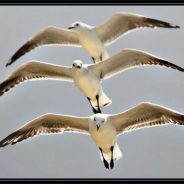 Weekly Challenge of Bird Photography