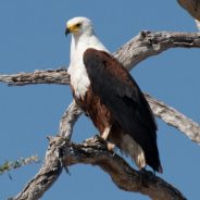 5 Beginner Tips for Photographing Animals in the Wild