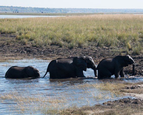 DSC 1177 elephant group