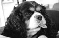 Dog loves his cookies