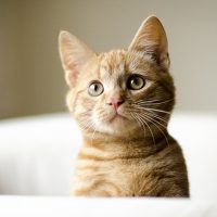 Five Things You Need to Know Before Starting a Pet Photography Business