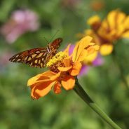 4 Tips for Photographing Bugs and Insects