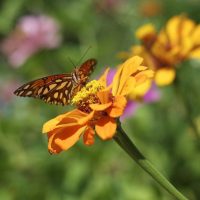 4 Tips for Photographing Bugs and Insects