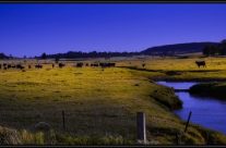 Cattle grazing